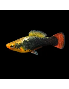 Platy hawaii