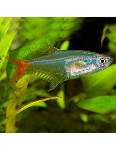 Tetra cristal cola roja