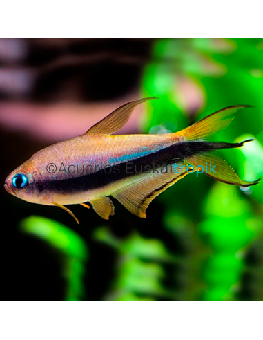 Tetra emperador negro