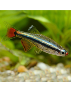 Neón chino (Tanichthys albonubes)