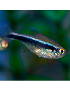 Tetra neón negro