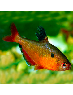 Tetra serpae red