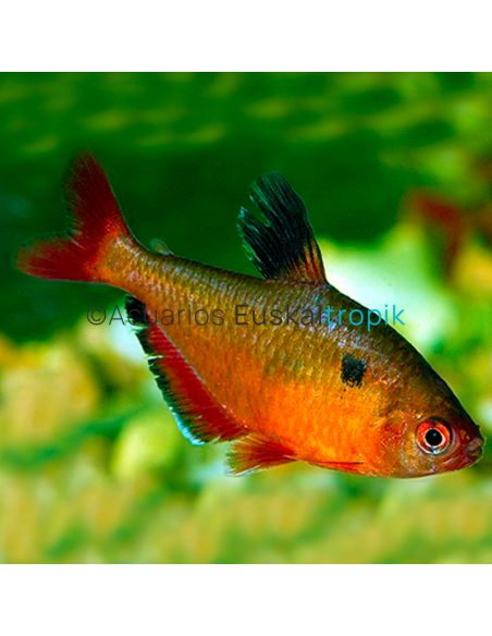 Tetra serpae red