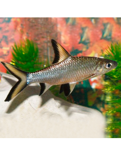 Tiburon bala