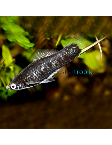 Xipho negro