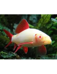 Labeo frenatus albino