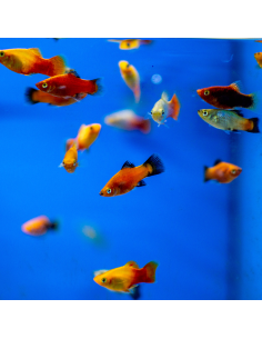 Platy variado (1 Unidad)