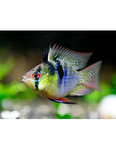 Ramirezi balon azul XL