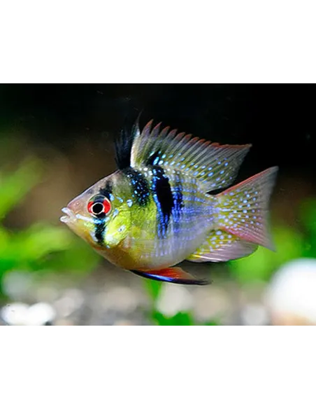 Ramirezi balon azul XL