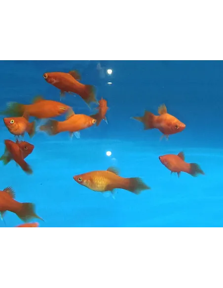 Platy coral rojo pincel