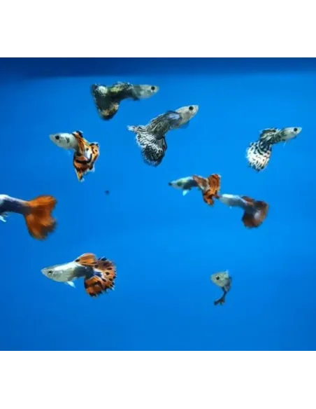 Guppy macho dumbo (Poecilia reticulata)