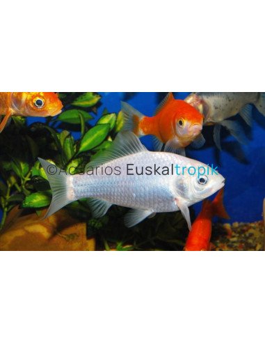 Carpa blanca