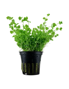 Micranthemum "Monte Carlo" Tiesto