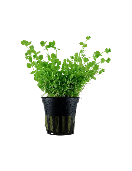 Micranthemum "Monte Carlo" Tiesto