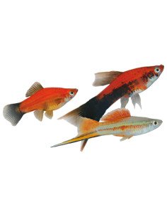 Xipho variado