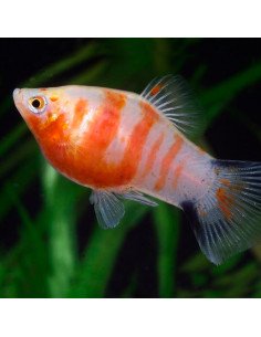 Platy tigre