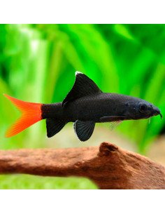 Labeo bicolor