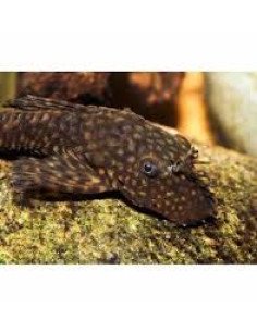 Ancistrus sp 2