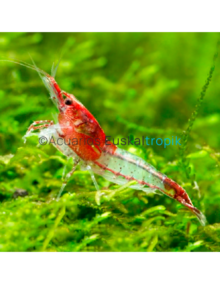Gamba Red Rili