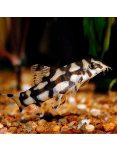 Botia lohachata (Locha reticulada)