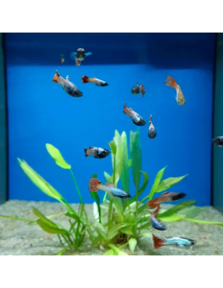 Guppy macho rosado Pink Panther (Poecilia reticulata)