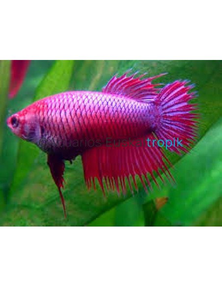 Betta hembra corona