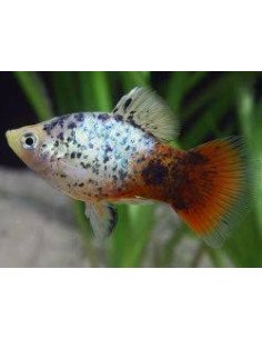 Platy cálico