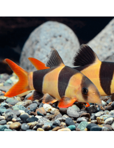 Botia macracanta payaso (Chromobotia macracanthus)