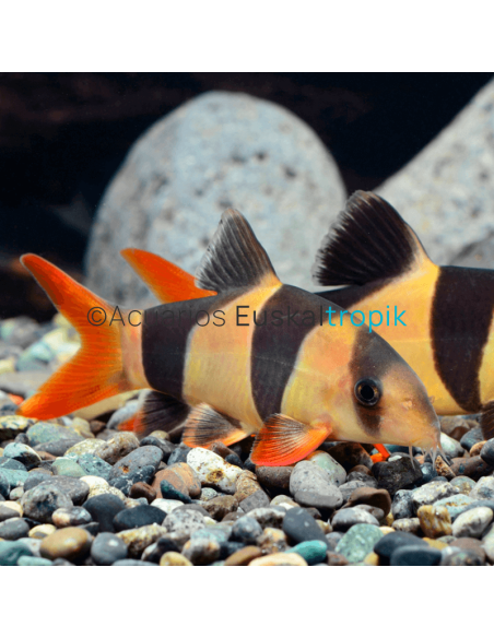 Botia macracanta payaso (Chromobotia macracanthus)