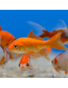 Carpa roja (Cometa naranja)