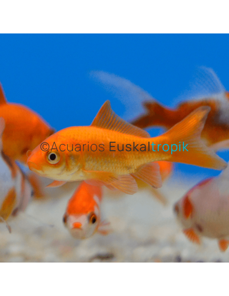 Carpa roja (Cometa naranja)
