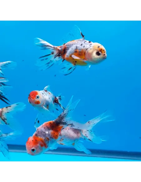 Oranda cálico
