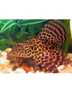 Plecostomus leopardo naranja