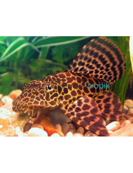 Plecostomus leopardo naranja