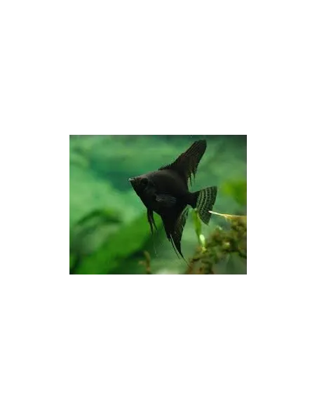 Escalar negro (Pterophyllum scalare)