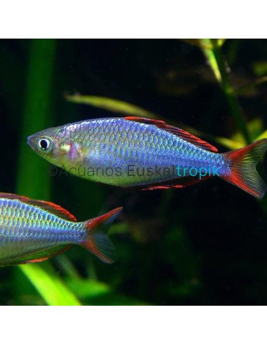 Pez Arcoiris enano (Melanotaenia Praecox)