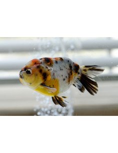 Ranchu cálico