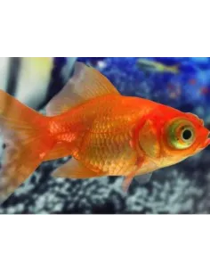 Telescopico rojo cola de mariposa