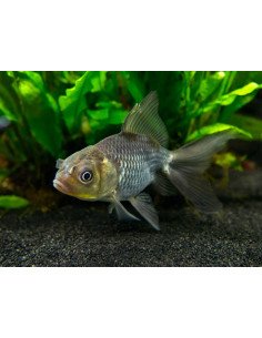 Oranda azul 2