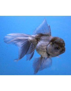Oranda azul