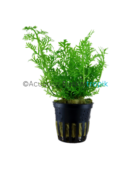 Ceratopteris thalictroides
