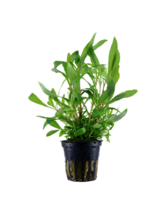 Hygrophila corymbosa 'Siamensis 53B'
