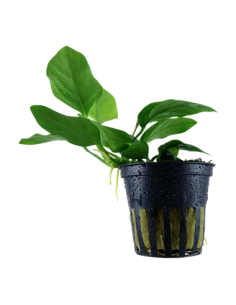 Anubias barteri var nana
