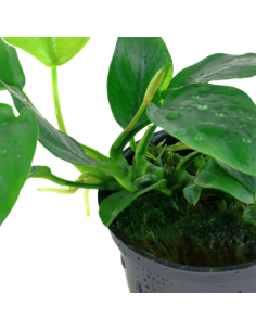 Anubias barteri var nana 2
