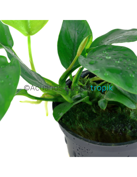 Anubias barteri var nana