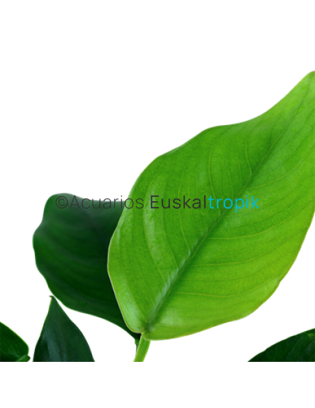 Anubias barteri var nana