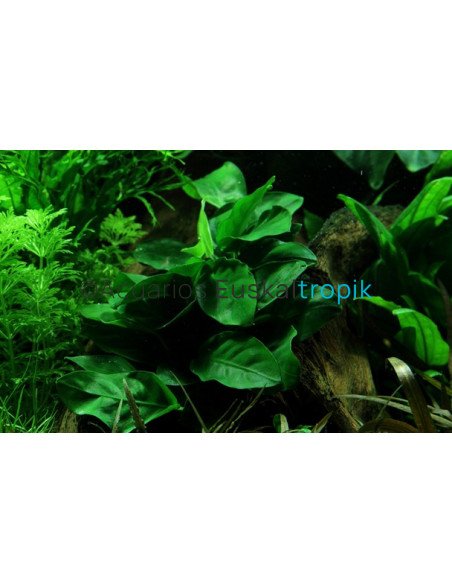 Anubias barteri var nana