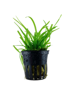 Sagittaria subulata
