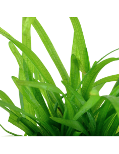 Sagittaria subulata 2
