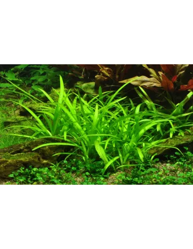 Sagittaria subulata